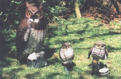Owl Decoys - Flapper at right