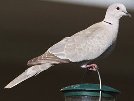 Collared Dove.