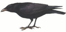 Carrion Crow