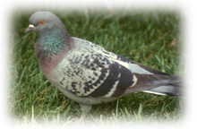 Feral Pigeon