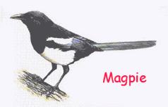 Magpie (#1 enemy !)