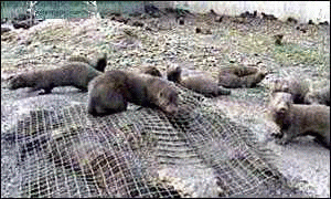 Released Mink.