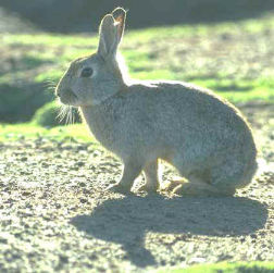 A bright eyed, healthy Rabbit.