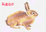  Rabbit