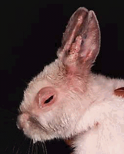An infected Rabbit.