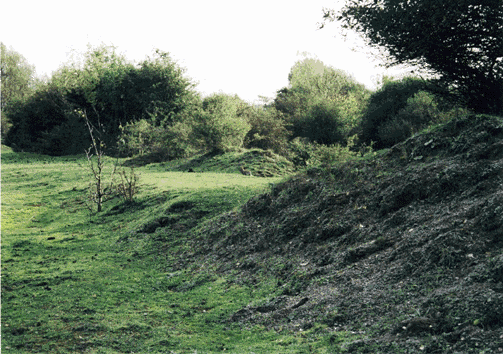 Can you see the rabbit ?