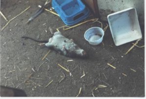 Dead Rat - what big teeth you have !