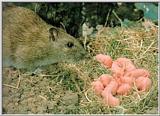 Brown rat with young.