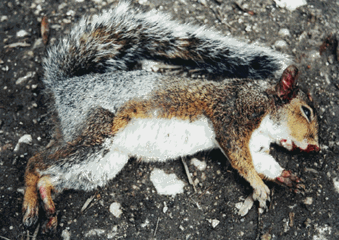 A high tree shot brought this Grey Squirrel down.