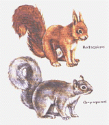 Red and Grey Squirrel