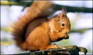  Red Squirrel - the UK's only indigenous squirrel.