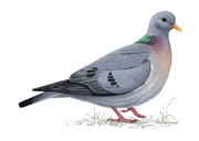 Stock Dove