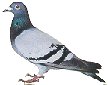 Feral Pigeon (check for leg rings)