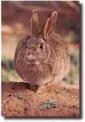 Rabbit