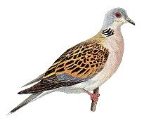 Turtle Dove - Do not shoot !